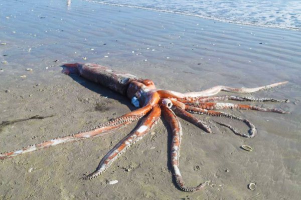 Kraken зеркало даркнет